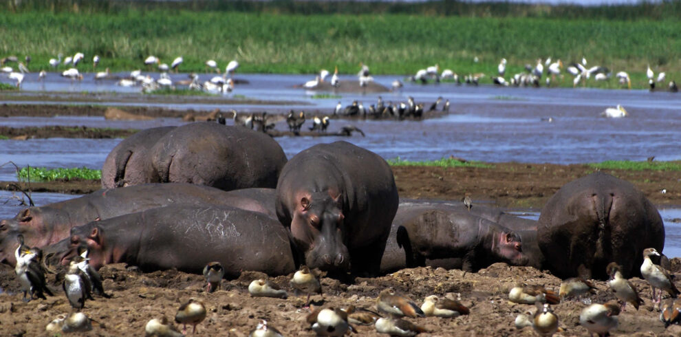 lake-manyara-national-park-1